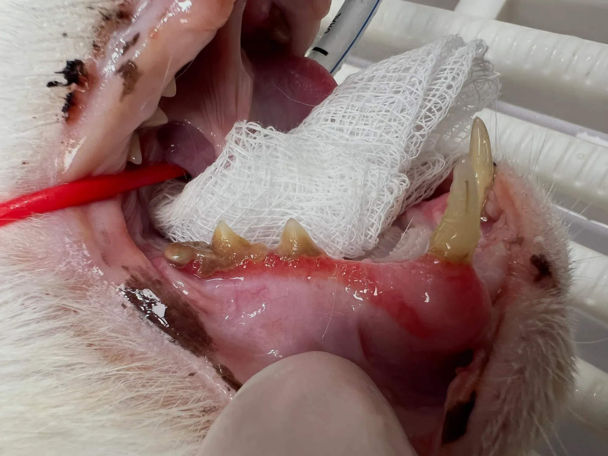 Jama ustna kota ze stomatitis przed ekstrakcją totalną